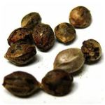 Семена марихуаны АК-47  (Seeds AK-47) в Городище